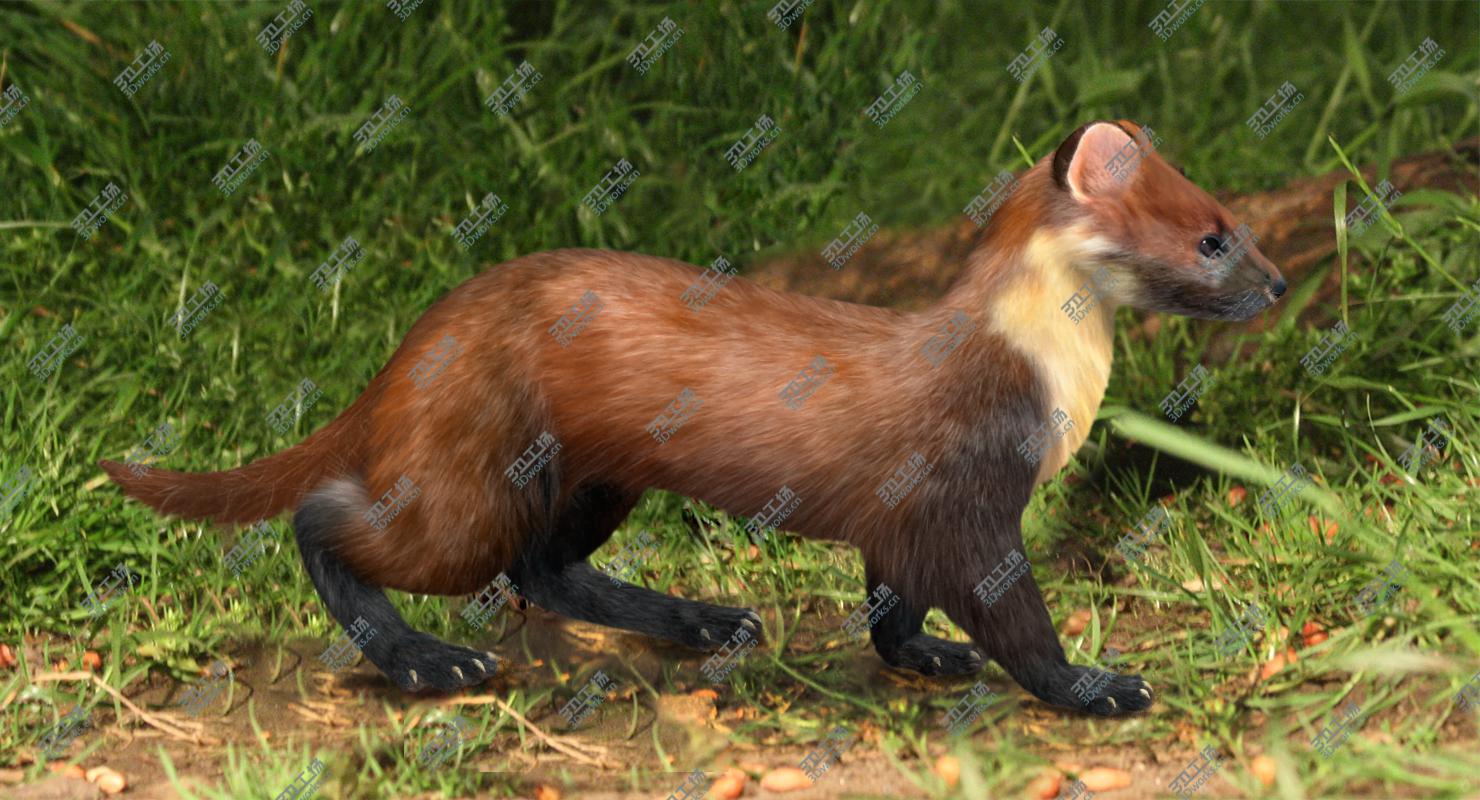 images/goods_img/2021040163/Marten (Animated,Fur)/1.jpg